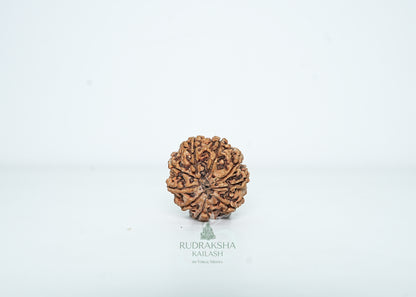 9 Mukhi Nepali Rudraksha - 0903