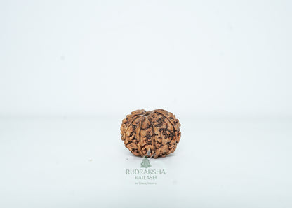 9 Mukhi Nepali Rudraksha - 0903