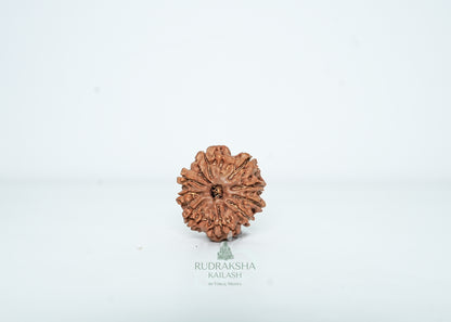 9 Mukhi Nepali Rudraksha - 0904