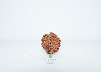 9 Mukhi Nepali Rudraksha - 0904