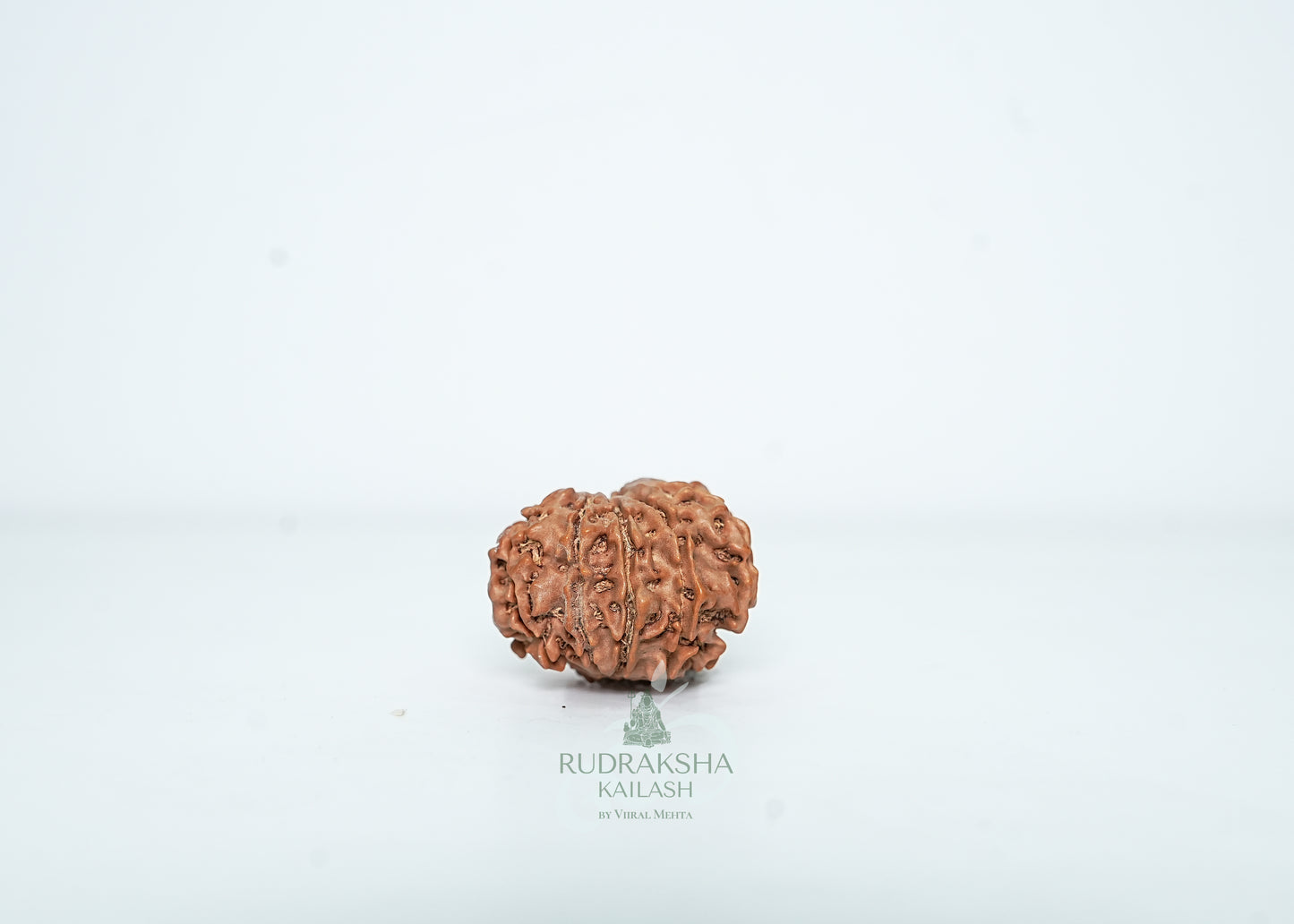 9 Mukhi Nepali Rudraksha - 0904