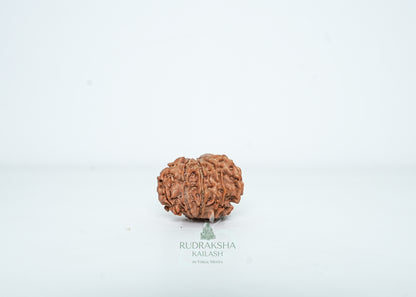 9 Mukhi Nepali Rudraksha - 0904