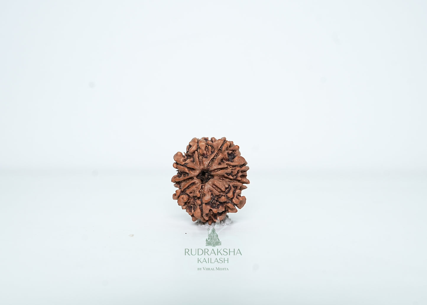 9 Mukhi Nepali Rudraksha - 0905