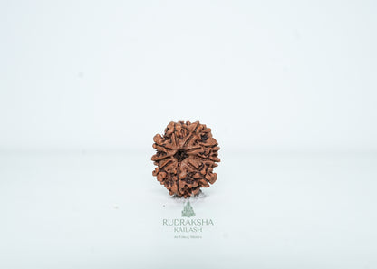 9 Mukhi Nepali Rudraksha - 0905