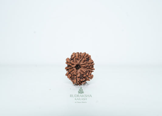 9 Mukhi Nepali Rudraksha - 0905