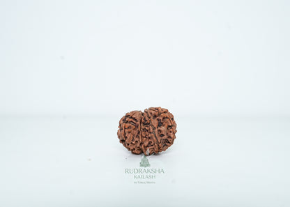 9 Mukhi Nepali Rudraksha - 0905