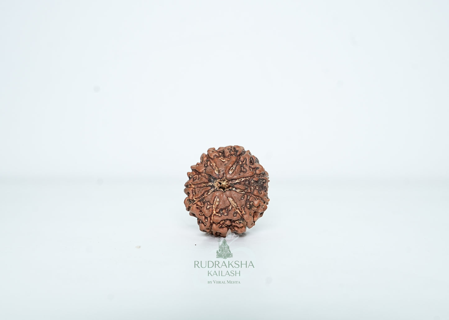 9 Mukhi Nepali Rudraksha - 0906