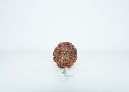 9 Mukhi Nepali Rudraksha - 0906