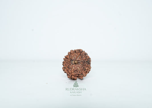 9 Mukhi Nepali Rudraksha - 0906