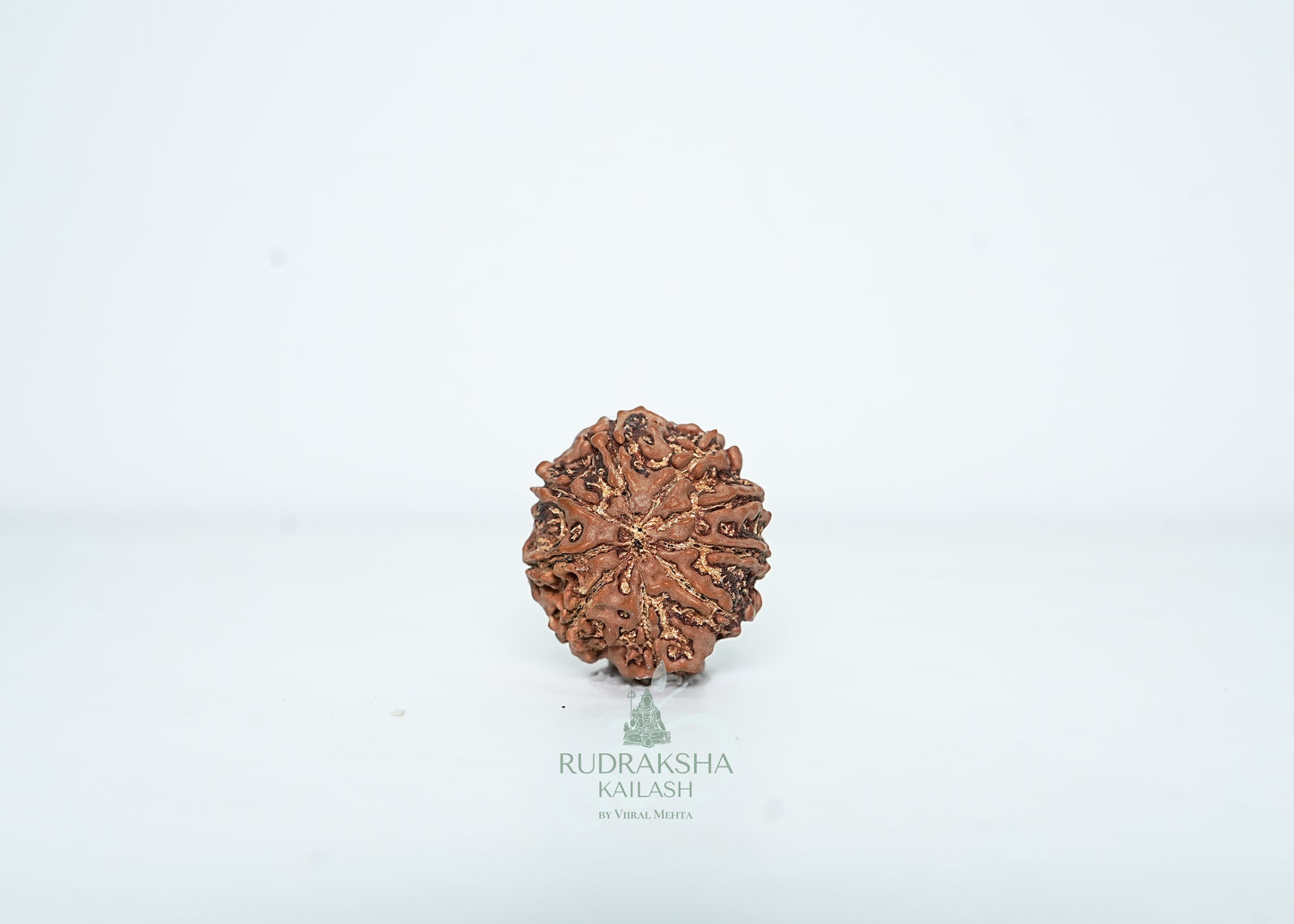 9 Mukhi Nepali Rudraksha - 0906