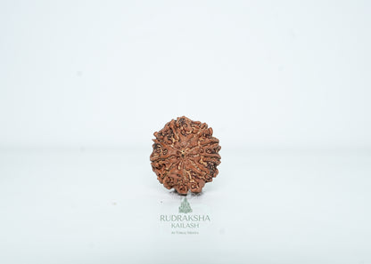 9 Mukhi Nepali Rudraksha - 0906