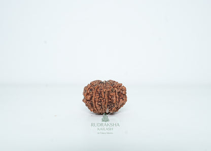 9 Mukhi Nepali Rudraksha - 0906