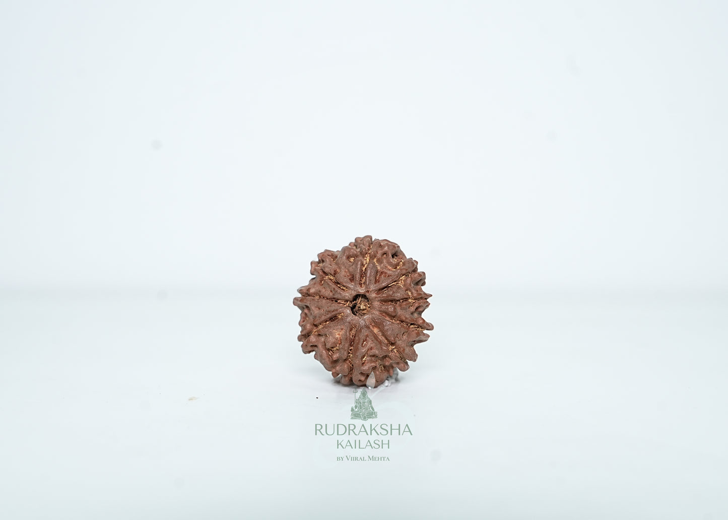 9 Mukhi Nepali Rudraksha - 0907