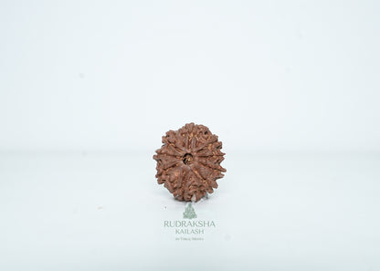 9 Mukhi Nepali Rudraksha - 0907