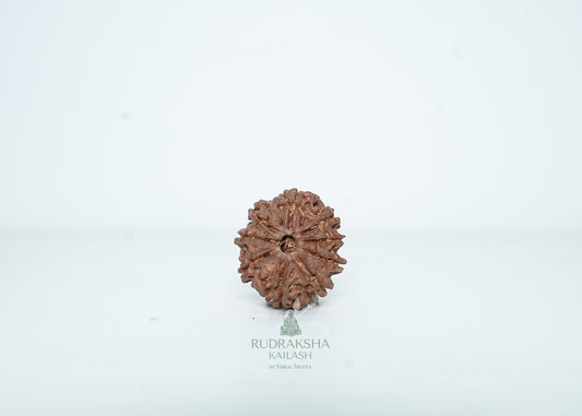 9 Mukhi Nepali Rudraksha - 0907