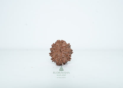 9 Mukhi Nepali Rudraksha - 0907