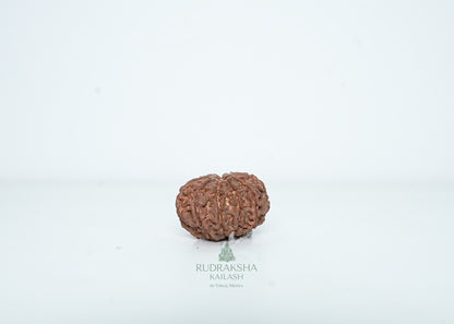 9 Mukhi Nepali Rudraksha - 0907