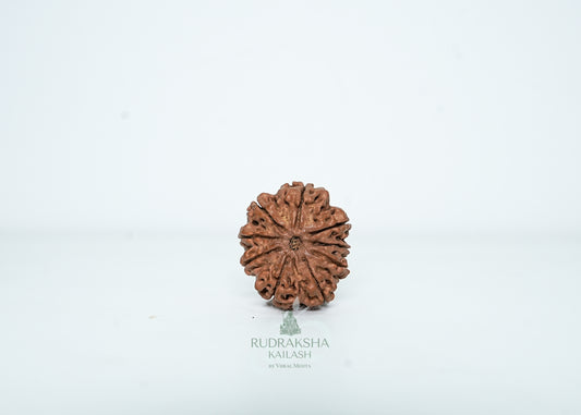 9 Mukhi Nepali Rudraksha - 0908
