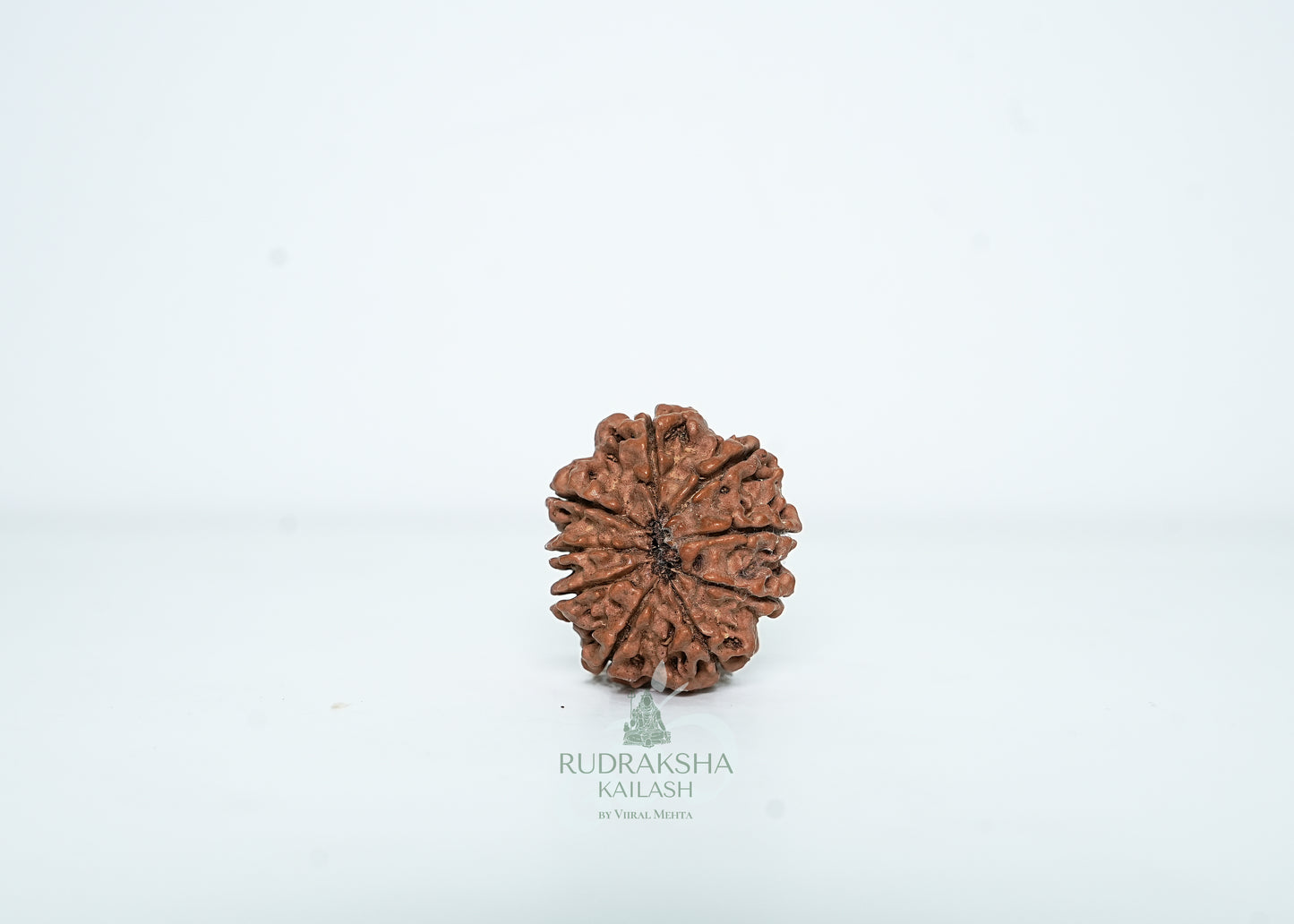 9 Mukhi Nepali Rudraksha - 0908