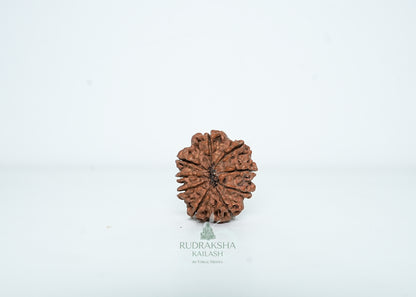 9 Mukhi Nepali Rudraksha - 0908