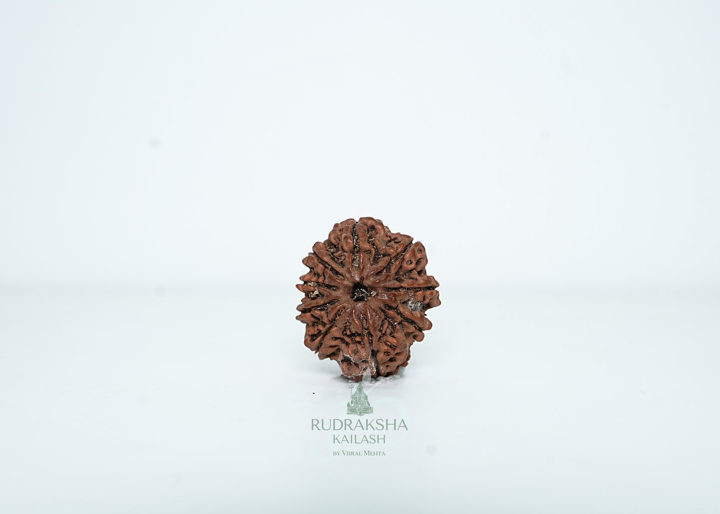 9 Mukhi Nepali Rudraksha - 0909