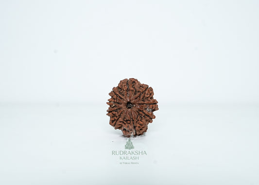 9 Mukhi Nepali Rudraksha - 0909