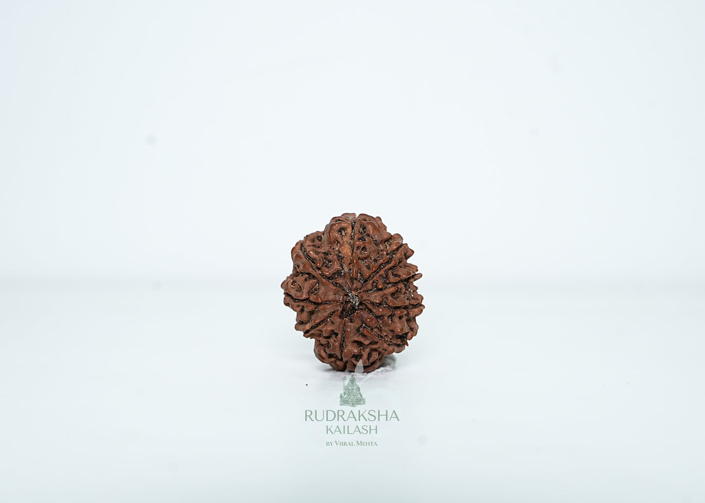9 Mukhi Nepali Rudraksha - 0909