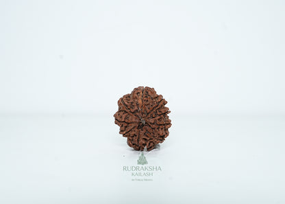 9 Mukhi Nepali Rudraksha - 0909