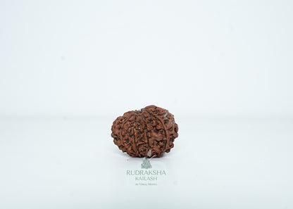 9 Mukhi Nepali Rudraksha - 0909