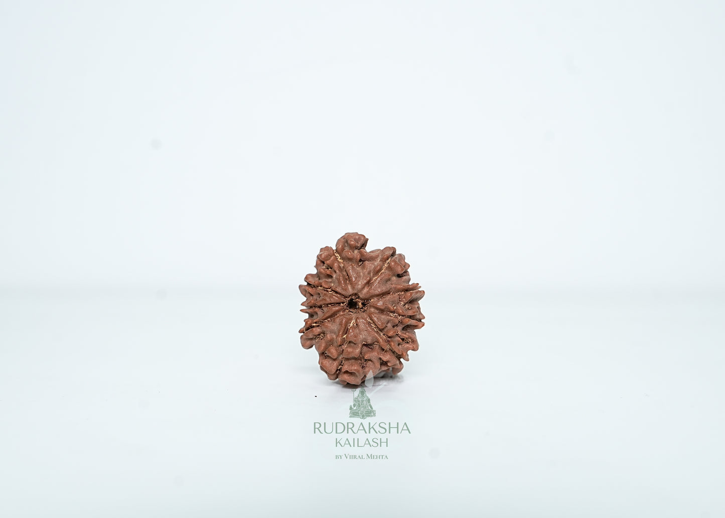 9 Mukhi Nepali Rudraksha - 0910