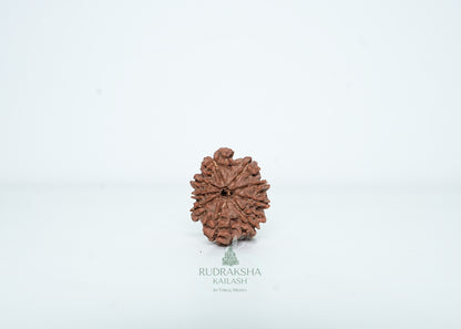 9 Mukhi Nepali Rudraksha - 0910