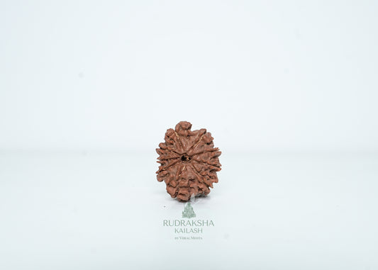 9 Mukhi Nepali Rudraksha - 0910
