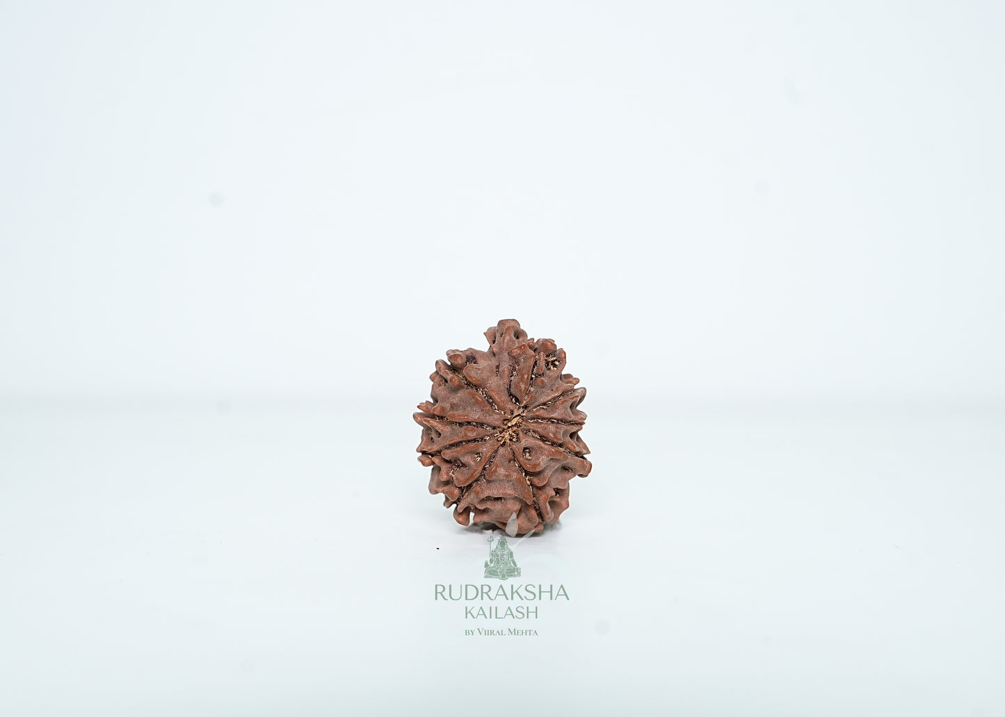 9 Mukhi Nepali Rudraksha - 0910