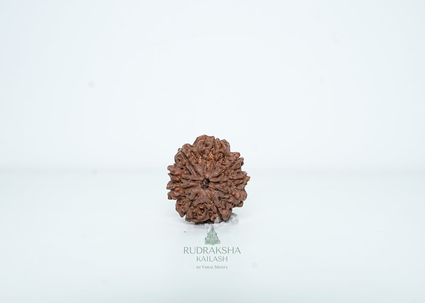 9 Mukhi Nepali Rudraksha - 0911