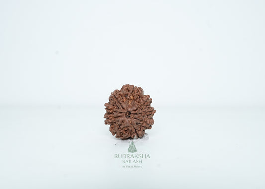 9 Mukhi Nepali Rudraksha - 0911