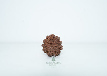 9 Mukhi Nepali Rudraksha - 0911