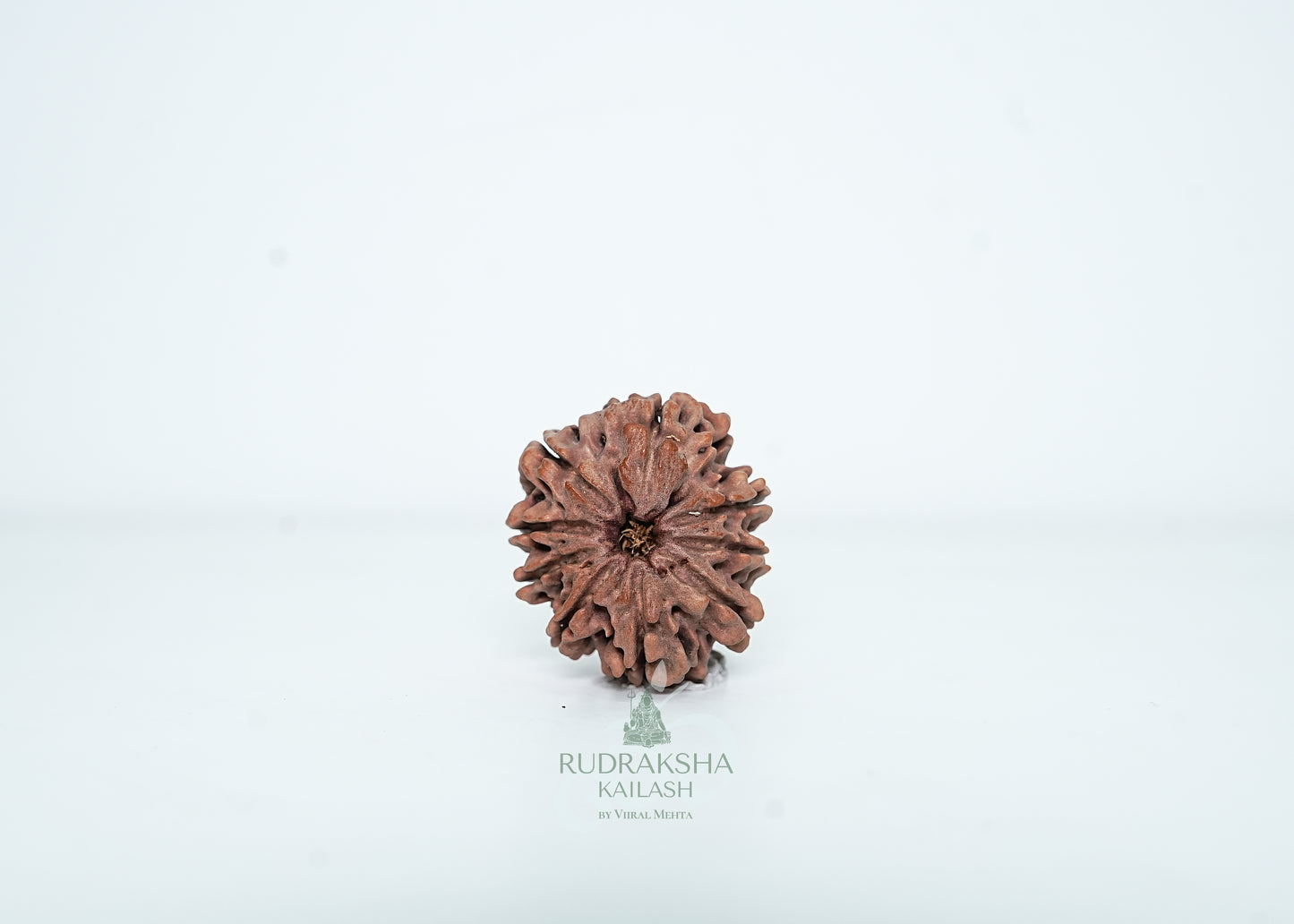 9 Mukhi Nepali Rudraksha - 0912