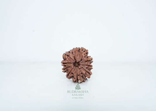9 Mukhi Nepali Rudraksha - 0912