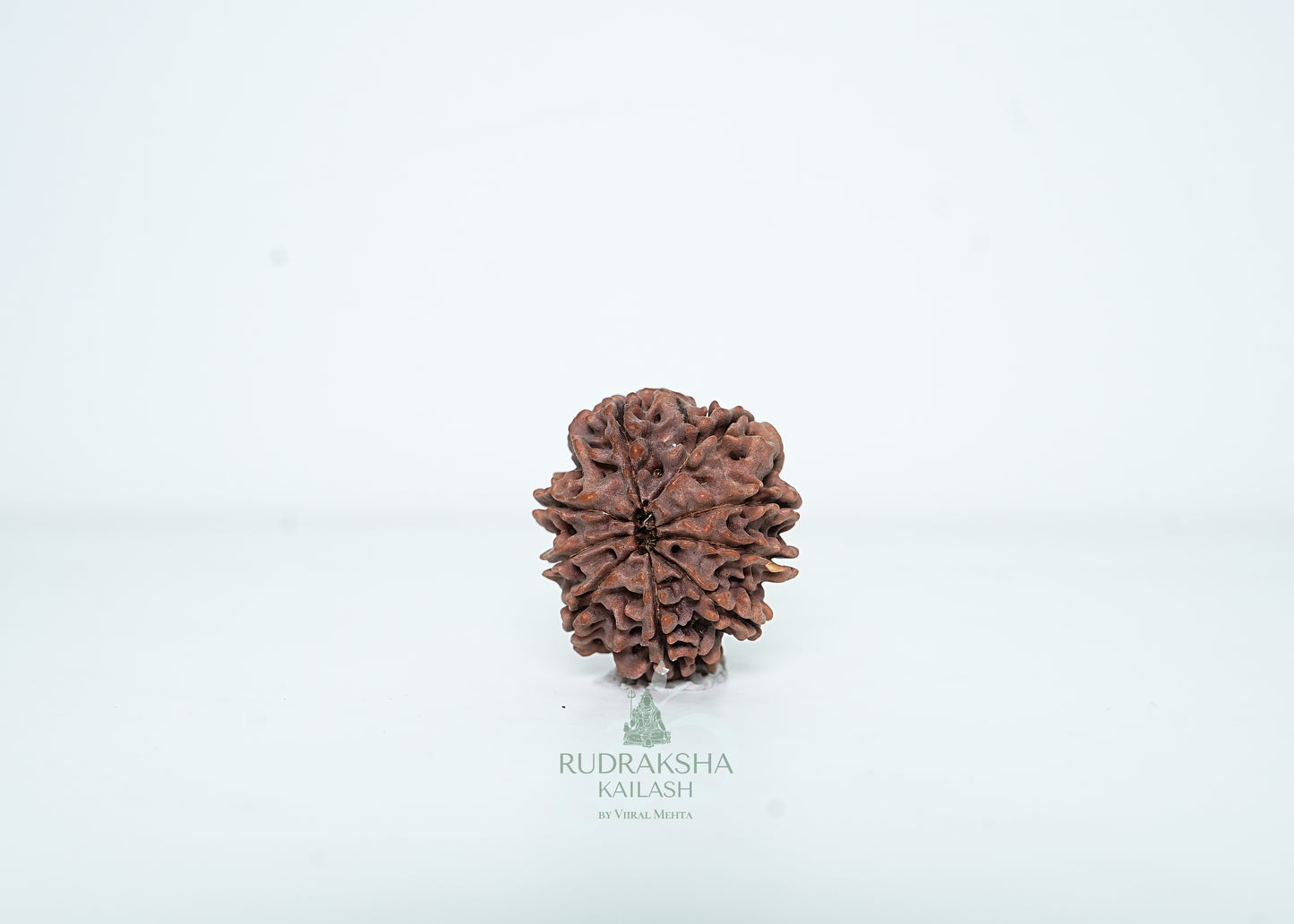 9 Mukhi Nepali Rudraksha - 0912
