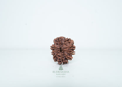 9 Mukhi Nepali Rudraksha - 0912