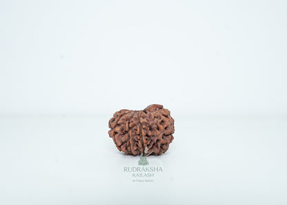 9 Mukhi Nepali Rudraksha - 0912