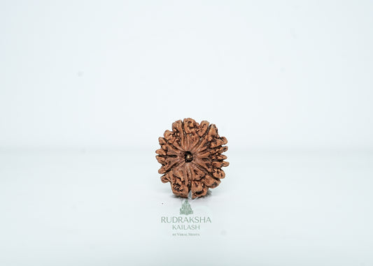 9 Mukhi Nepali Rudraksha - 0913