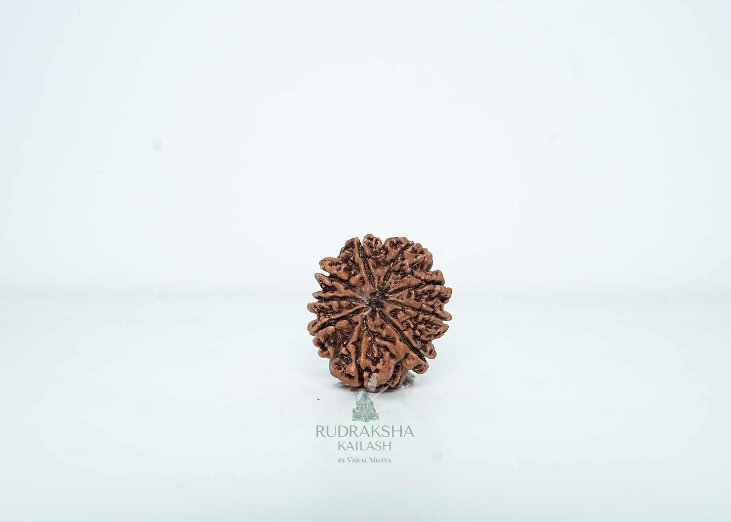 9 Mukhi Nepali Rudraksha - 0913