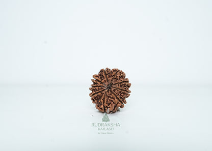 9 Mukhi Nepali Rudraksha - 0913