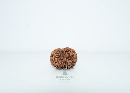 9 Mukhi Nepali Rudraksha - 0913