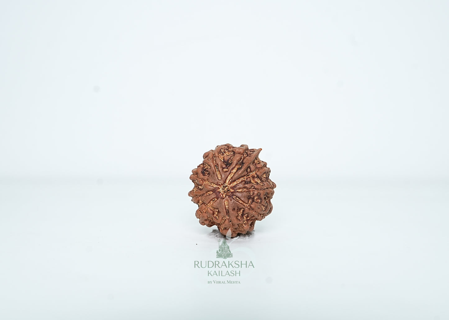 9 Mukhi Nepali Rudraksha - 0914