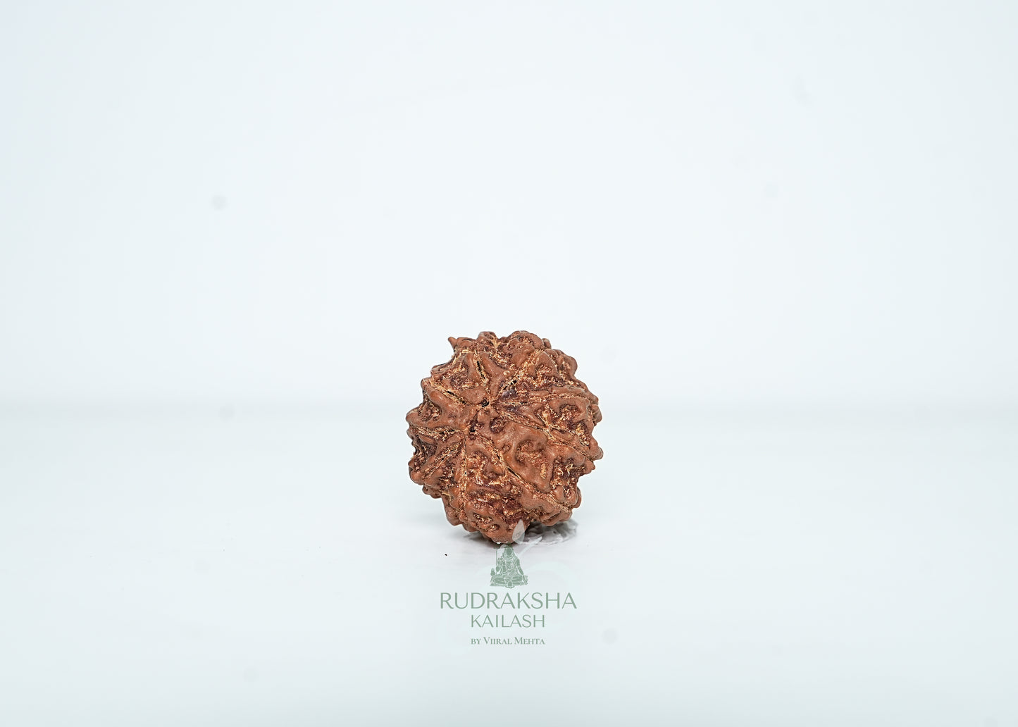 9 Mukhi Nepali Rudraksha - 0914