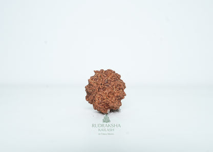 9 Mukhi Nepali Rudraksha - 0914