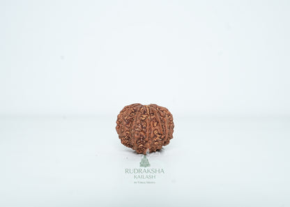 9 Mukhi Nepali Rudraksha - 0914