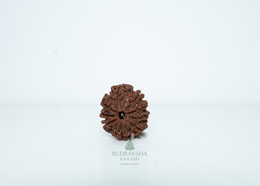 9 Mukhi Nepali Rudraksha - 0915